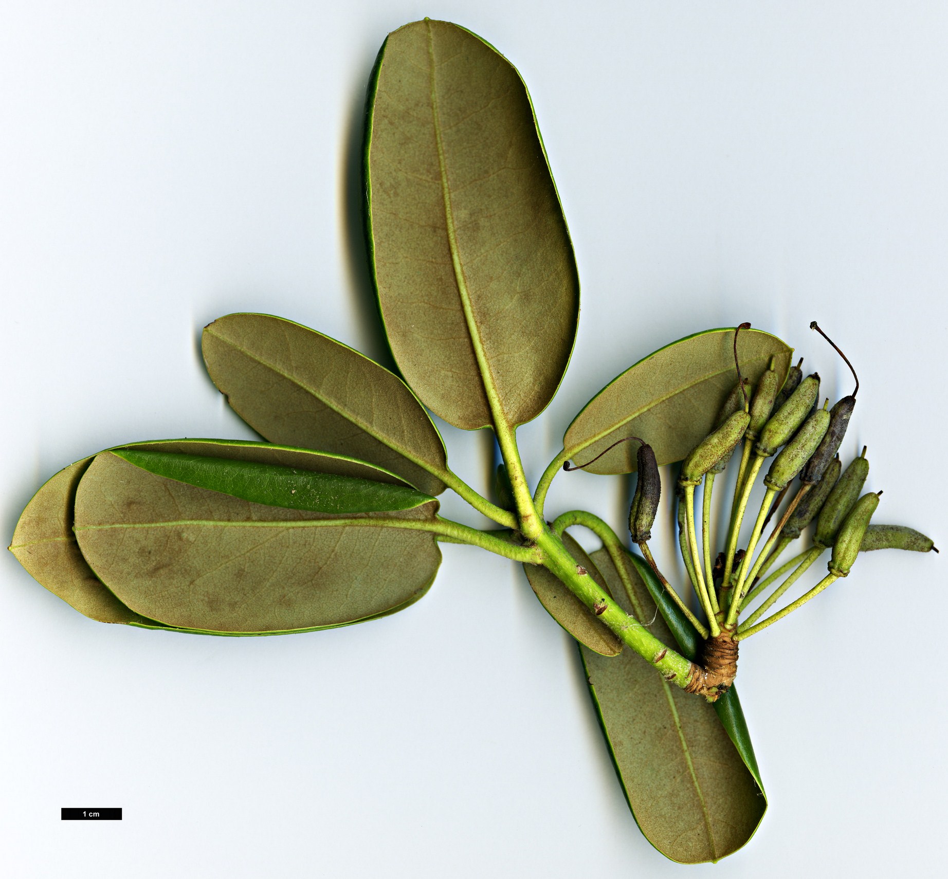 High resolution image: Family: Ericaceae - Genus: Rhododendron - Taxon: brachycarpum - SpeciesSub: subsp. fauriei